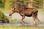 wildlife;Moose;calf-moose;Alces-alces;Pond;Calf;Maine;ME;fog;sunrise;D5;600mm