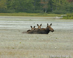 wildlife;Cow-Moose;Moose;Alces-alces;Pond;Cow;Calf;Calves-Maine;ME;Millinocket