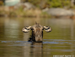 wildlife;Cow-Moose;Moose;Alces-alces;Pond;Cow;Maine;ME;Greenville