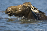 wildlife;Cow-Moose;Moose;Alces-alces;Pond;Cow;Maine;ME;Greenville