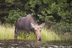 wildlife;Moose;Alces-alces;Pond;Grass;Maine;ME;Cow-Moose;Cow;Greenville;D3X