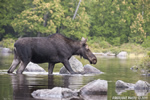 wildlife;Moose;Alces-alces;Pond;Rocks;Maine;ME;Cow-Moose;Cow;Greenville;D3X