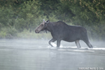 wildlife;Moose;Alces-alces;Pond;Fog;Maine;ME;Cow-Moose;Cow;Greenville;D3X