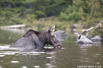 wildlife;Cow-Moose;Moose;Alces-alces;Pond;Cow;Maine;ME;Greenville;D3X
