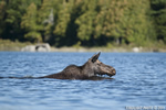 wildlife;Moose;Alces-alces;Pond;Swimming;Maine;ME;Cow-Moose;Cow;Greenville;D3X