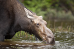 wildlife;Moose;Alces-alces;Pond;Head-Shot;Maine;ME;Cow-Moose;Cow;Greenville;D3X