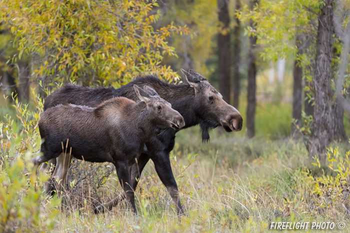 wildlife;Cow Moose;Calf Moose;Moose;Alces alces;Gros Ventre;Grand Teton;WY;D4;2013
