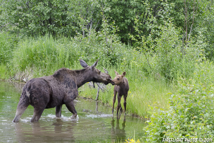 wildlife;Cow Moose;Moose;Alces alces;Pond;Cow;Calf;Kiss;Grand Teton NP;WY;Wyoming
