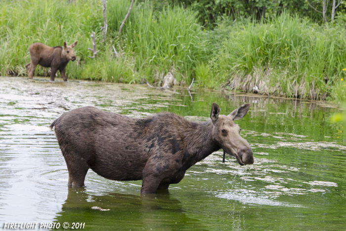 wildlife;Cow Moose;Moose;Alces alces;Pond;Cow;Calf;Grand Teton NP;WY;Wyoming;D7000