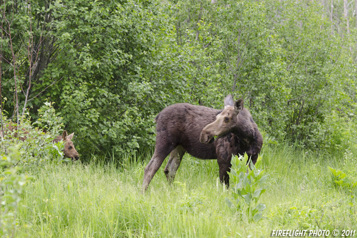 wildlife;Cow Moose;Moose;Alces alces;Pond;Cow;Calf;Grand Teton NP;WY;Wyoming;D7000