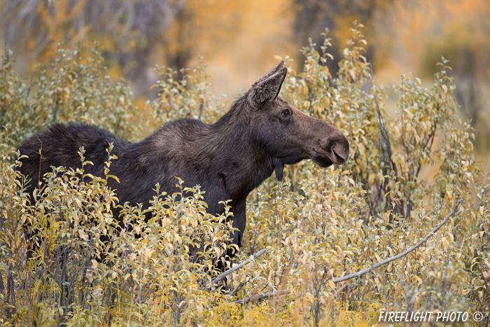 wildlife;Cow Moose;Moose;Alces alces;Gros Ventre;Grand Teton;WY;D4;2013