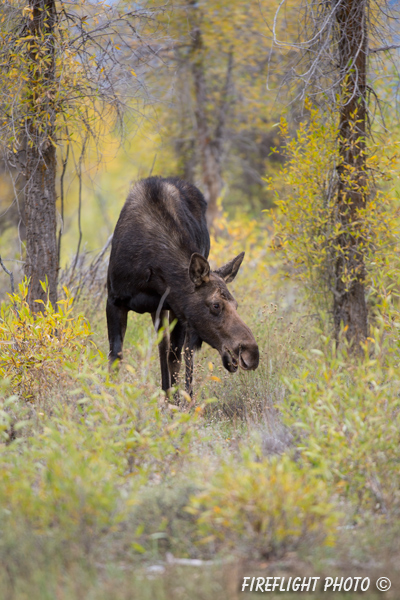 wildlife;Cow Moose;Moose;Alces alces;Cottonwoods;Gros Ventre;Grand Teton;WY;D4;2013
