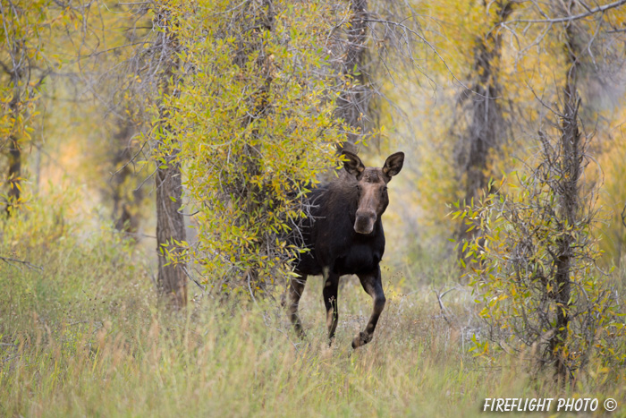 wildlife;Cow Moose;Moose;Alces alces;Cottonwoods;Gros Ventre;Grand Teton;WY;D4;2013