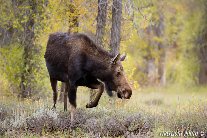 wildlife;Cow Moose;Moose;Alces alces;Cottonwoods;Gros Ventre;Grand Teton;WY;D4;2013