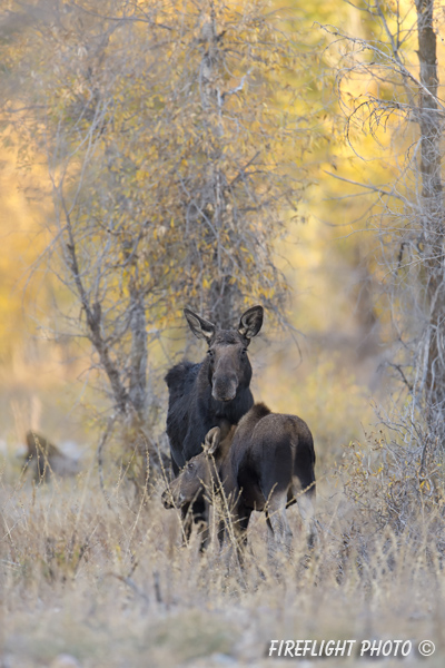 wildlife;Cow Moose;Moose;Alces alces;calf;cow;Foliage;Gros Ventre;Grand Teton;WY;D4;2012