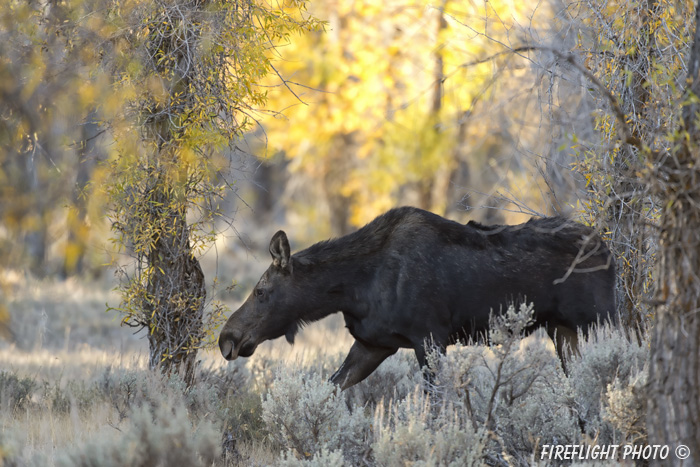 wildlife;Bull Moose;Moose;Alces alces;Foliage;Gros Ventre;Grand Teton;WY;D4;2012