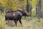 wildlife;Cow-Moose;Calf-Moose;Moose;Alces-alces;Gros-Ventre;Grand-Teton;WY;D4;2013