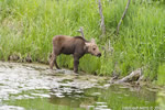 wildlife;Cow-Moose;Moose;Alces-alces;Pond;Cow;Calf;Grand-Teton-NP;WY;Wyoming;D7000