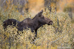 wildlife;Cow-Moose;Moose;Alces-alces;Gros-Ventre;Grand-Teton;WY;D4;2013