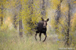 wildlife;Cow-Moose;Moose;Alces-alces;Cottonwoods;Gros-Ventre;Grand-Teton;WY;D4;2013