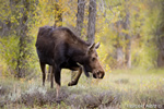 wildlife;Cow-Moose;Moose;Alces-alces;Cottonwoods;Gros-Ventre;Grand-Teton;WY;D4;2013