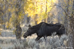 wildlife;Bull-Moose;Moose;Alces-alces;Foliage;Gros-Ventre;Grand-Teton;WY;D4;2012