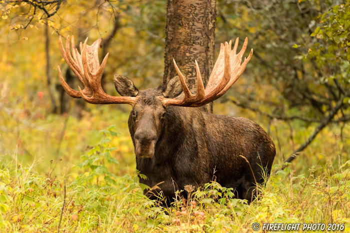 wildlife;Bull Moose;Moose;foliage;Alces alces;Anchorage;Alaska;AK;D5;2016