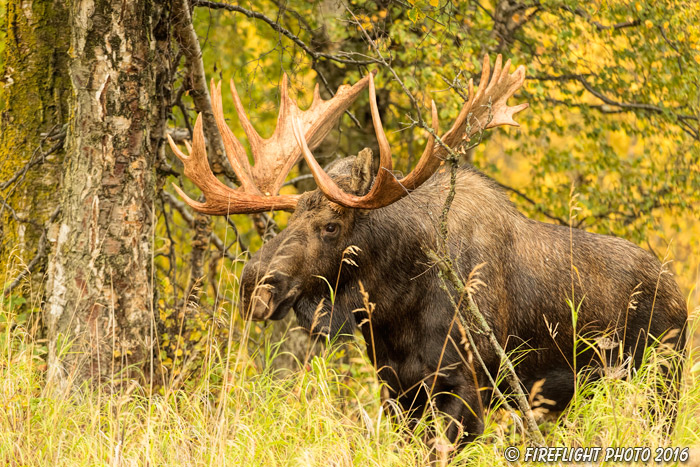 wildlife;Bull Moose;Moose;foliage;Alces alces;Anchorage;Alaska;AK;D5;2016