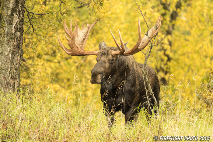 wildlife;Bull Moose;Moose;foliage;Alces alces;Anchorage;Alaska;AK;D5;2016