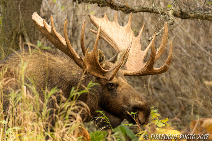 wildlife;Bull Moose;Moose;foliage;Alces alces;Anchorage;Alaska;AK;D5;2016