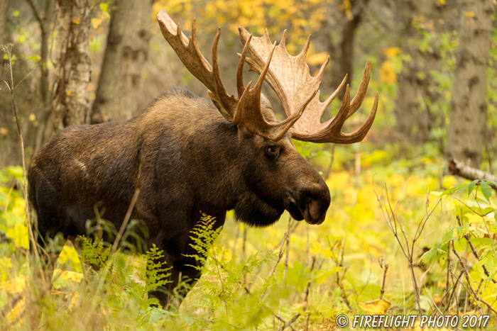 wildlife;Bull Moose;Moose;foliage;Alces alces;Anchorage;Alaska;AK;D5;2016