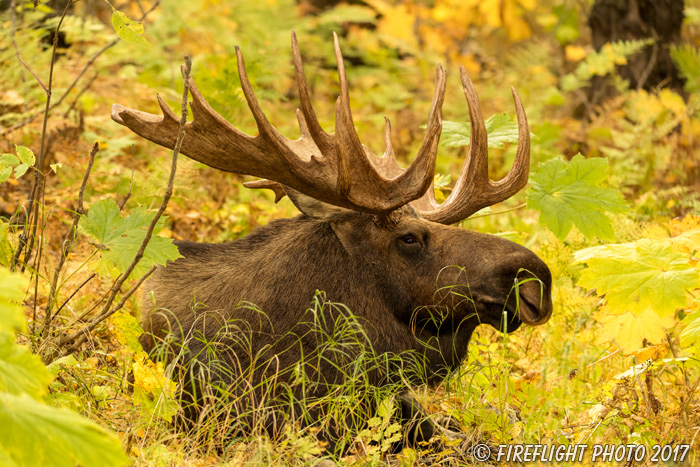 wildlife;Bull Moose;Moose;bedded down;Alces alces;Anchorage;Alaska;AK;D5;2016