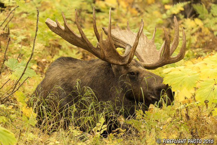 wildlife;Bull Moose;Moose;bedded down;Alces alces;Anchorage;Alaska;AK;D5;2016