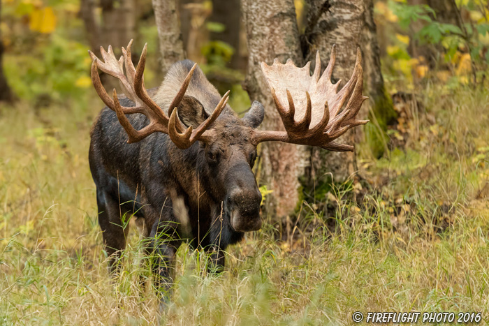 wildlife;Bull Moose;Moose;foliage;Alces alces;Anchorage;Alaska;AK;D5;2016