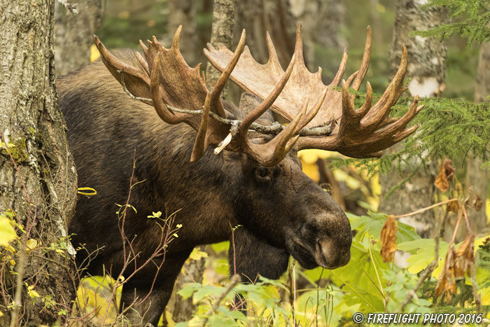 wildlife;Bull Moose;Moose;Alces alces;Anchorage;Alaska;AK;D4s;2016