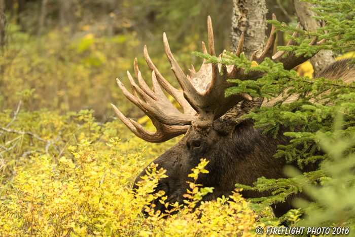 wildlife;Bull Moose;Moose;foliage;Alces alces;Anchorage;Alaska;AK;D5;2016