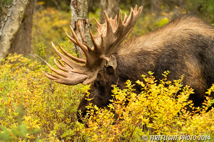 wildlife;Bull Moose;Moose;foliage;Alces alces;Anchorage;Alaska;AK;D5;2016