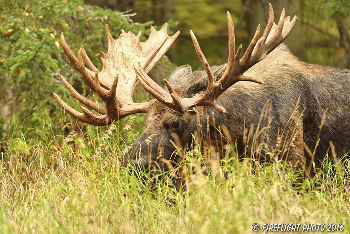 wildlife;Bull Moose;Moose;Alces alces;Anchorage;Hook;Alaska;AK;D5;2016