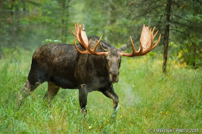 wildlife;Bull Moose;Moose;Alces alces;grass;steam;Anchorage;AK;D4s;2015