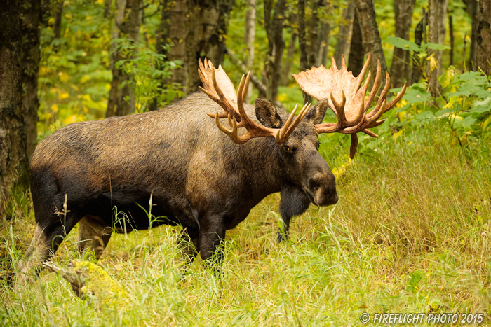 wildlife;Bull Moose;Moose;Alces alces;Anchorage;Alaska;AK;D4s;2015