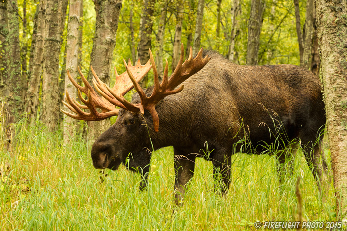wildlife;Bull Moose;Moose;Alces alces;Anchorage;Alaska;AK;D4s;2015
