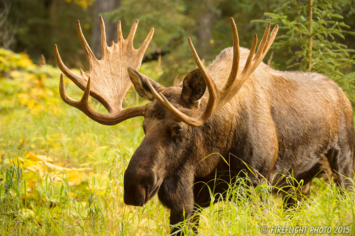 wildlife;Bull Moose;Moose;Alces alces;Anchorage;Alaska;AK;D4s;2015