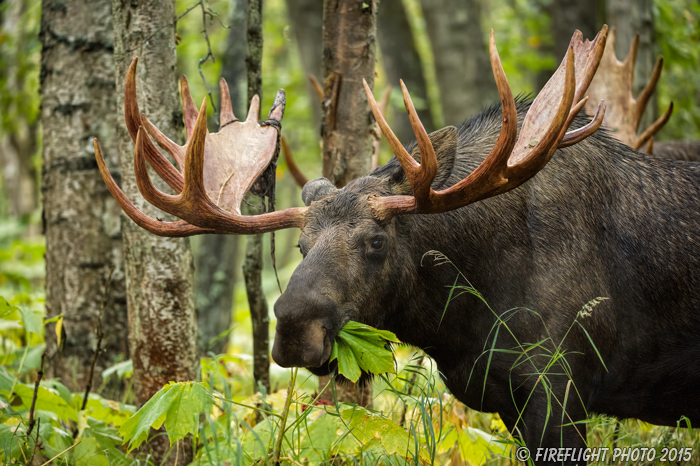 wildlife;Bull Moose;Moose;Alces alces;Anchorage;Alaska;AK;D4s;2015