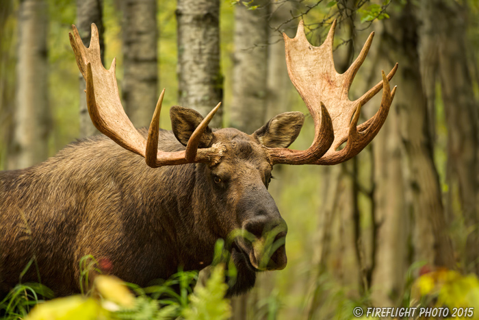 wildlife;Bull Moose;Moose;portrait;Alces alces;Anchorage;Alaska;AK;D4s;2015