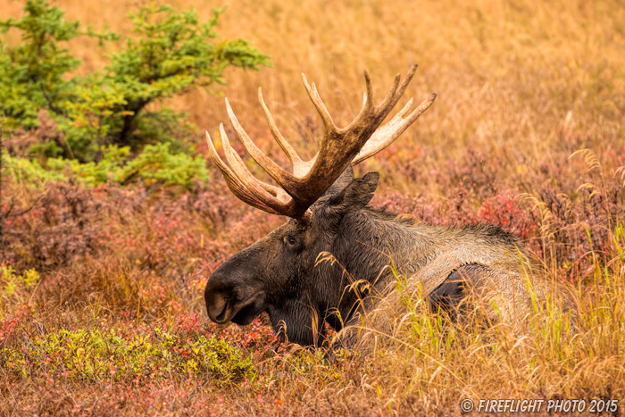wildlife;Bull Moose;Moose;Alces alces;Chugach;Alaska;AK;D4s;2015