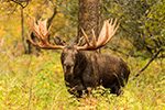 wildlife;Bull-Moose;Moose;foliage;Alces-alces;Anchorage;Alaska;AK;D5;2016