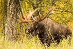 wildlife;Bull-Moose;Moose;foliage;Alces-alces;Anchorage;Alaska;AK;D5;2016