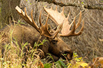 wildlife;Bull-Moose;Moose;foliage;Alces-alces;Anchorage;Alaska;AK;D5;2016