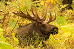 wildlife;Bull-Moose;Moose;bedded-down;Alces-alces;Anchorage;Alaska;AK;D5;2016