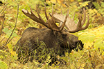 wildlife;Bull-Moose;Moose;bedded-down;Alces-alces;Anchorage;Alaska;AK;D5;2016